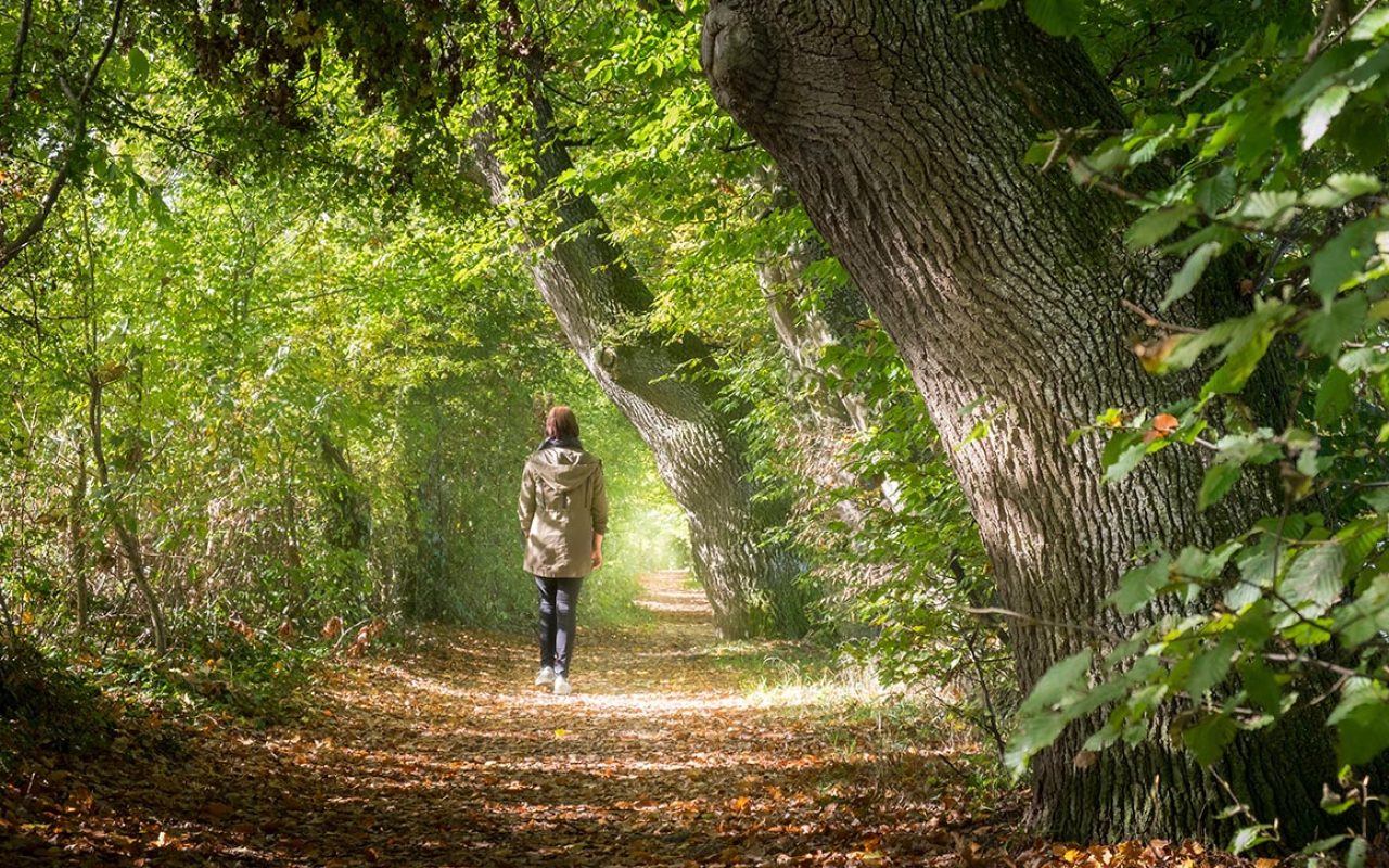 Frau macht einen sonnigen Herbstspaziergang im Wald